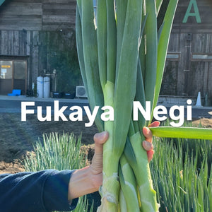 スーパー堆肥で育てた深谷ねぎ収穫体験🥬