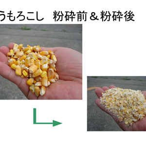とうもろこし（鶏の餌）のこだわり