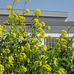 鶏舎の脇に　菜の花が満開です