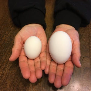 卵にも色々なサイズがあります。