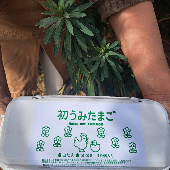 マリアの初うみ箱