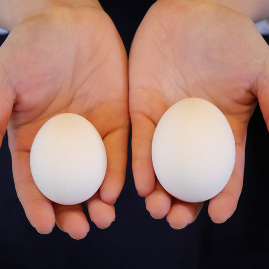 [期間限定]初うみたまごとTAMAYA SELECTION